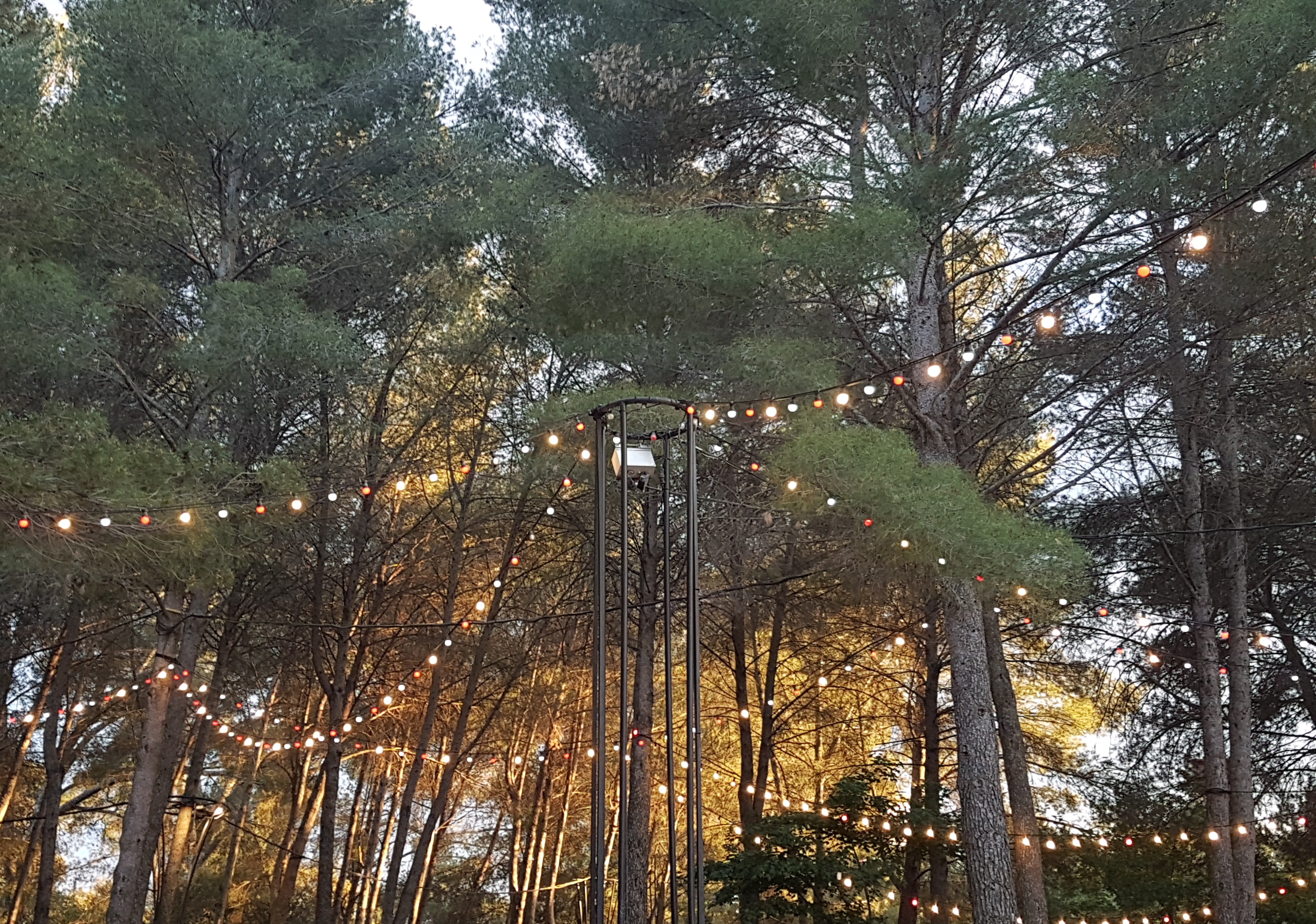 Image arbres et lumière pinède